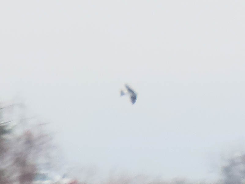 Tree Swallow - ML628166673