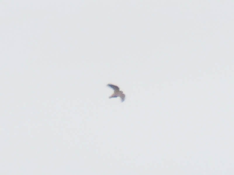 American Kestrel - ML628166826