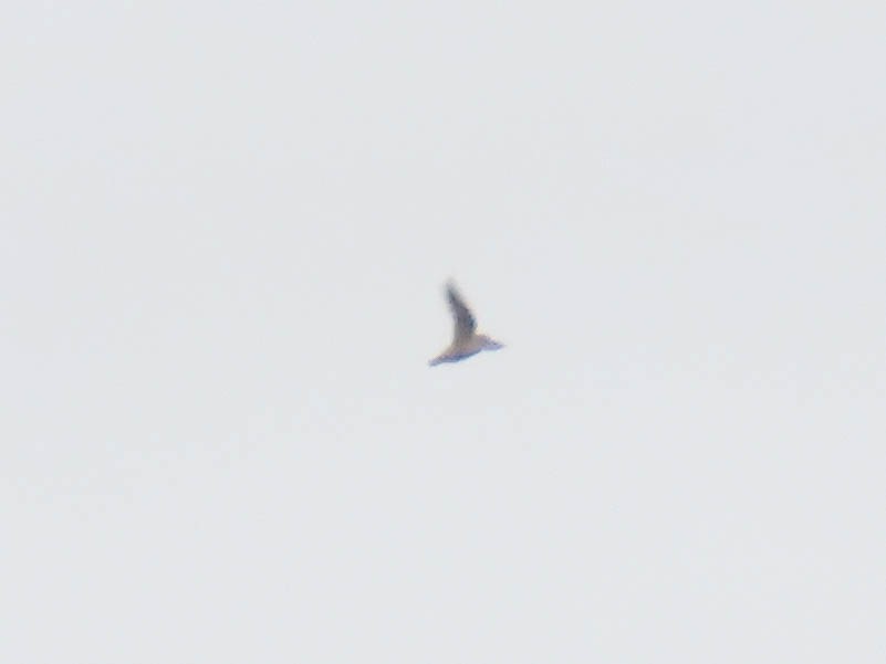 American Kestrel - ML628166827