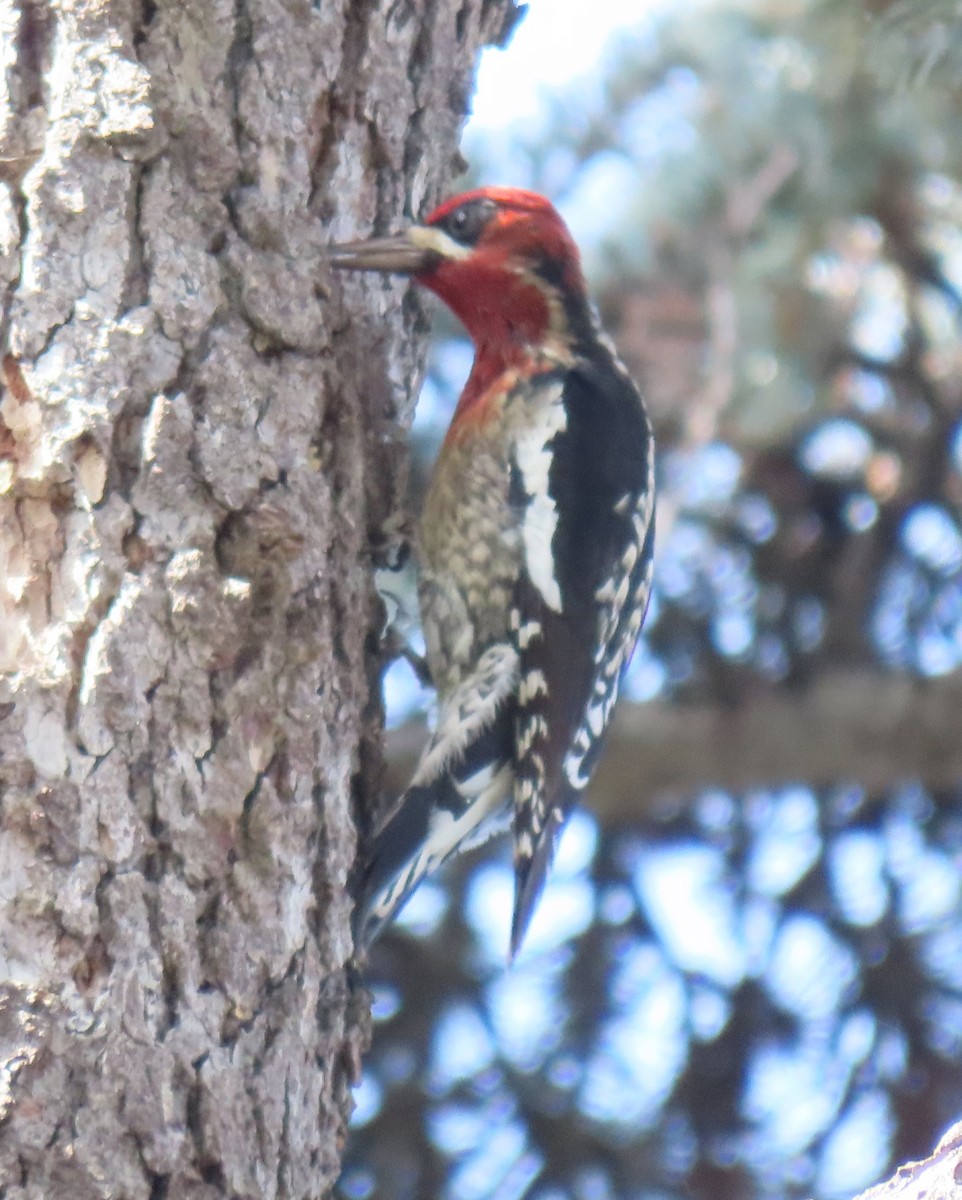 Red-breasted Sapsucker - ML628166915