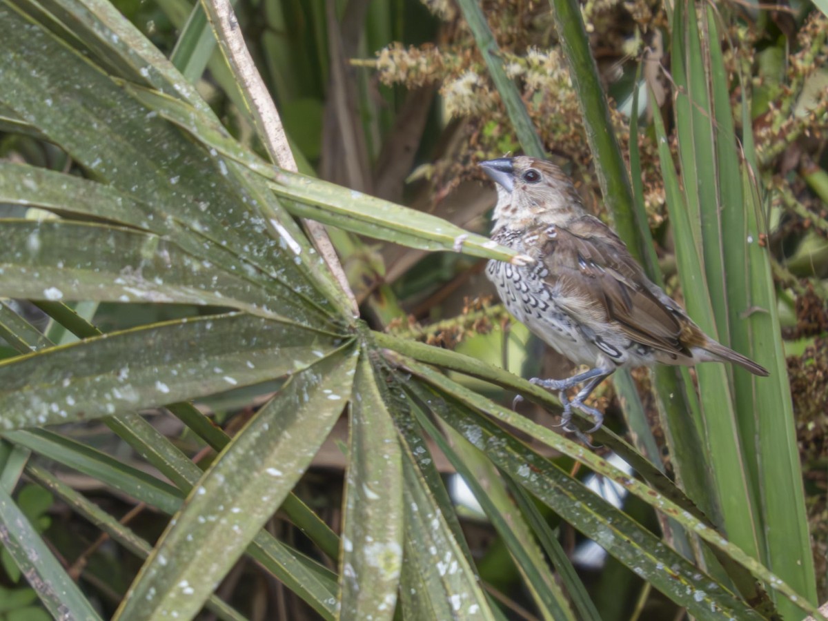 Scaly-breasted Munia - ML628166934