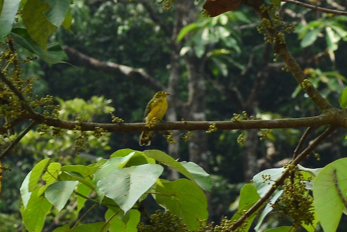 Yellow-browed Bulbul - ML628166959