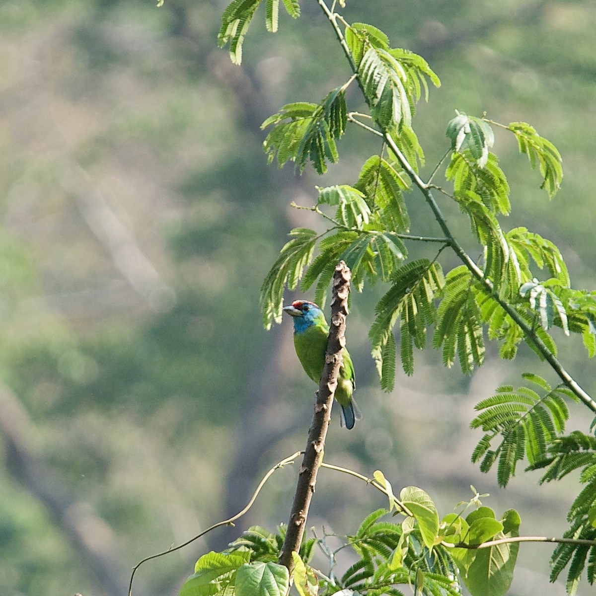 Blue-throated Barbet - ML628167087