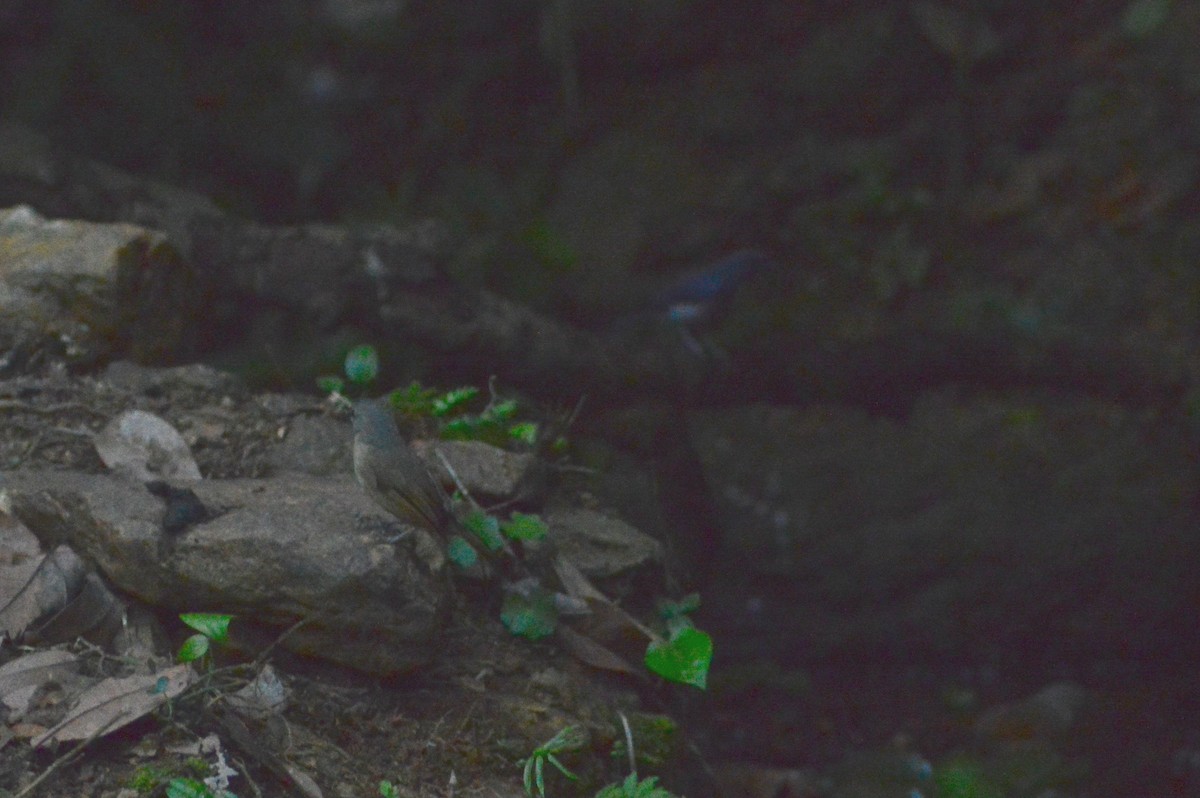 Brown-cheeked Fulvetta - ML628167090