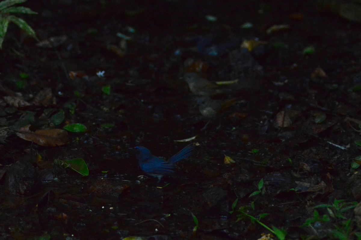 White-bellied Blue Flycatcher - ML628167091