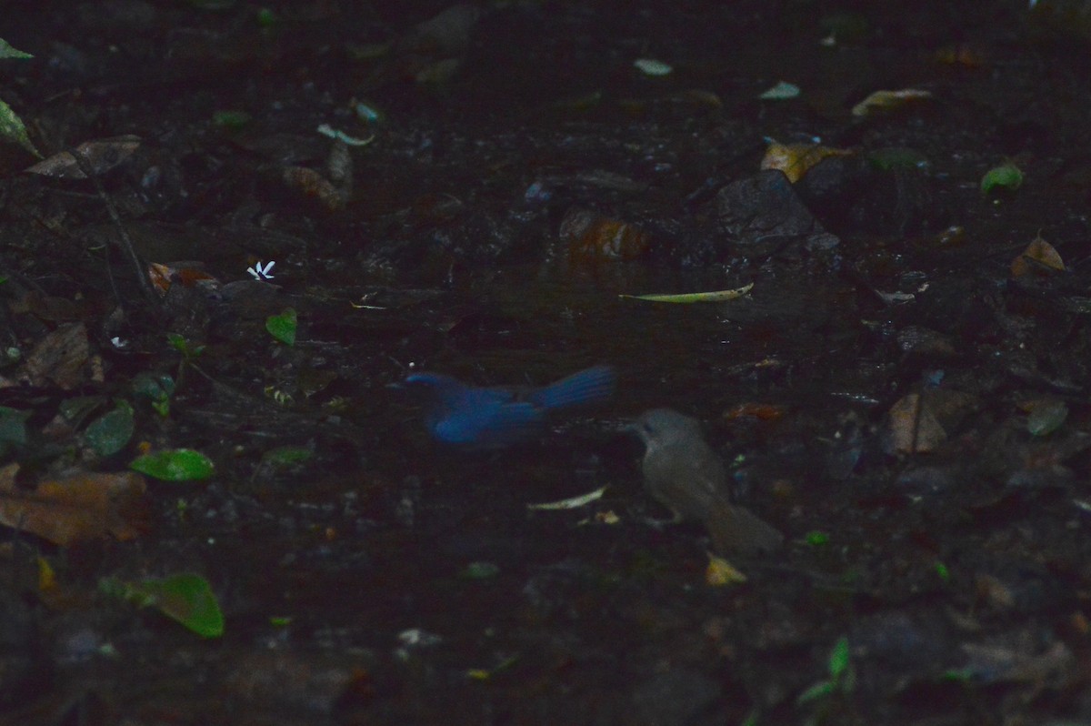 White-bellied Blue Flycatcher - ML628167101