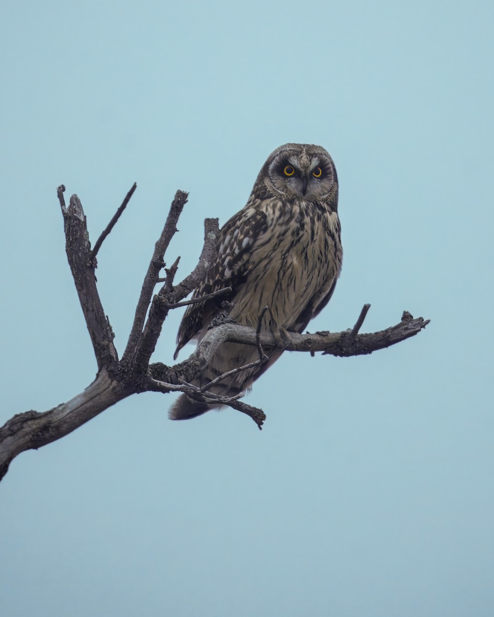 Short-eared Owl - ML628167176