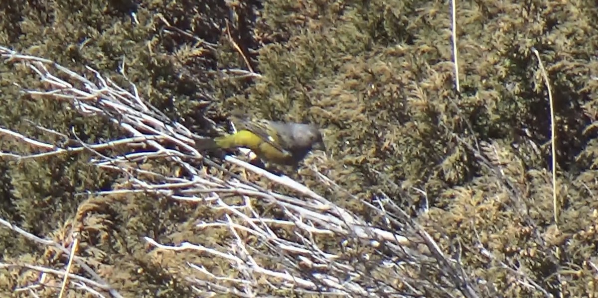 White-winged Grosbeak - ML628167180