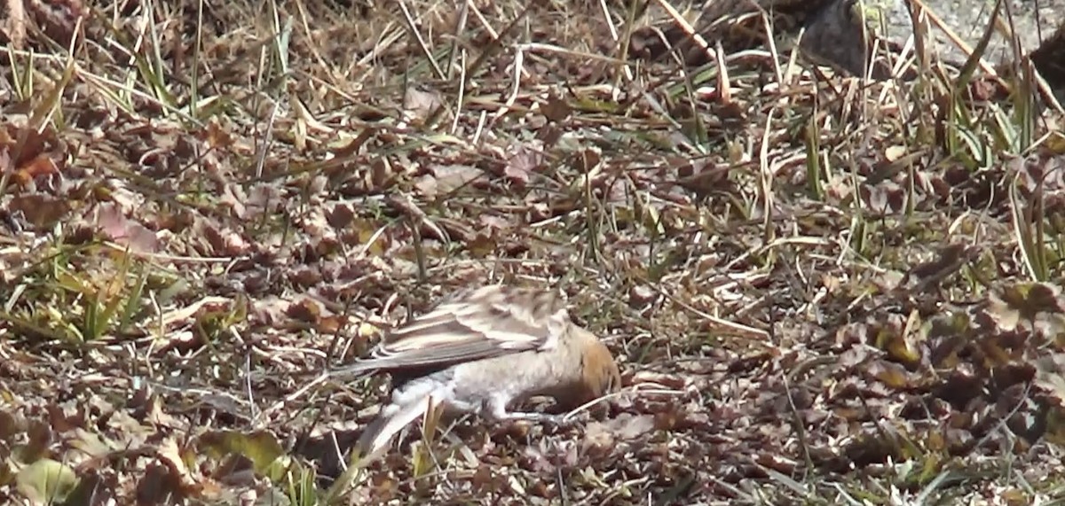 Plain Mountain Finch - ML628167187