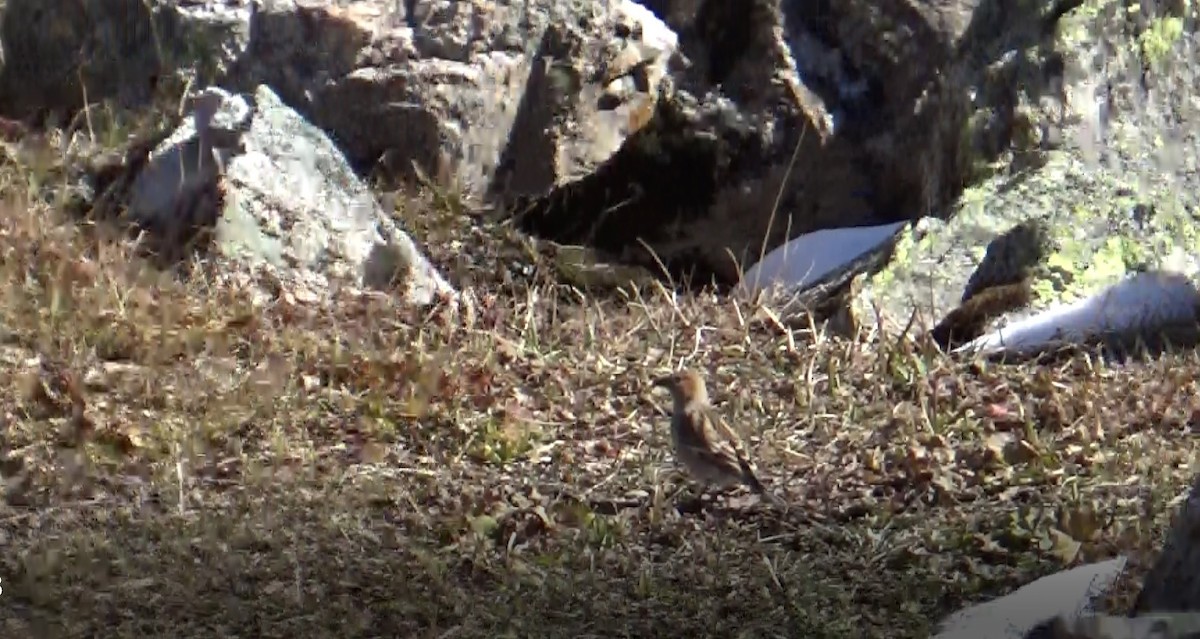 Plain Mountain Finch - ML628167188