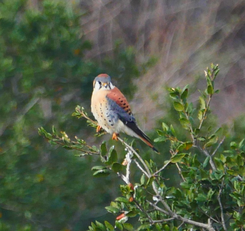 American Kestrel - ML628167200