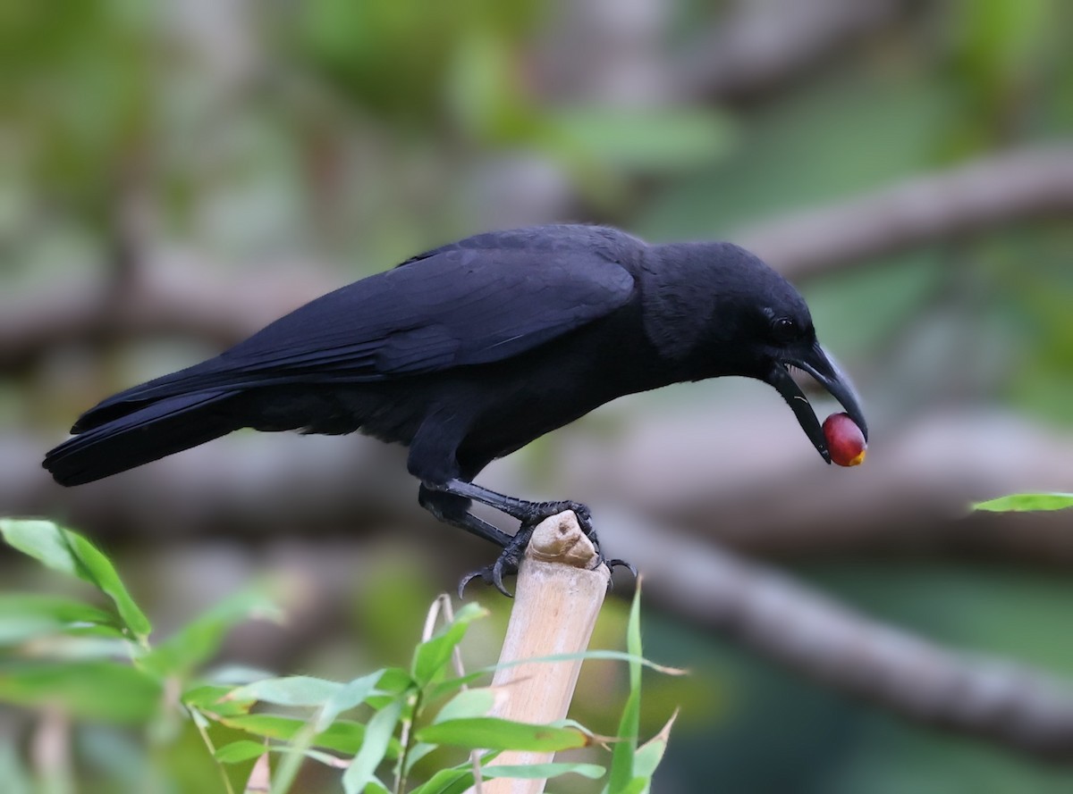 Palawan Crow - ML628167237