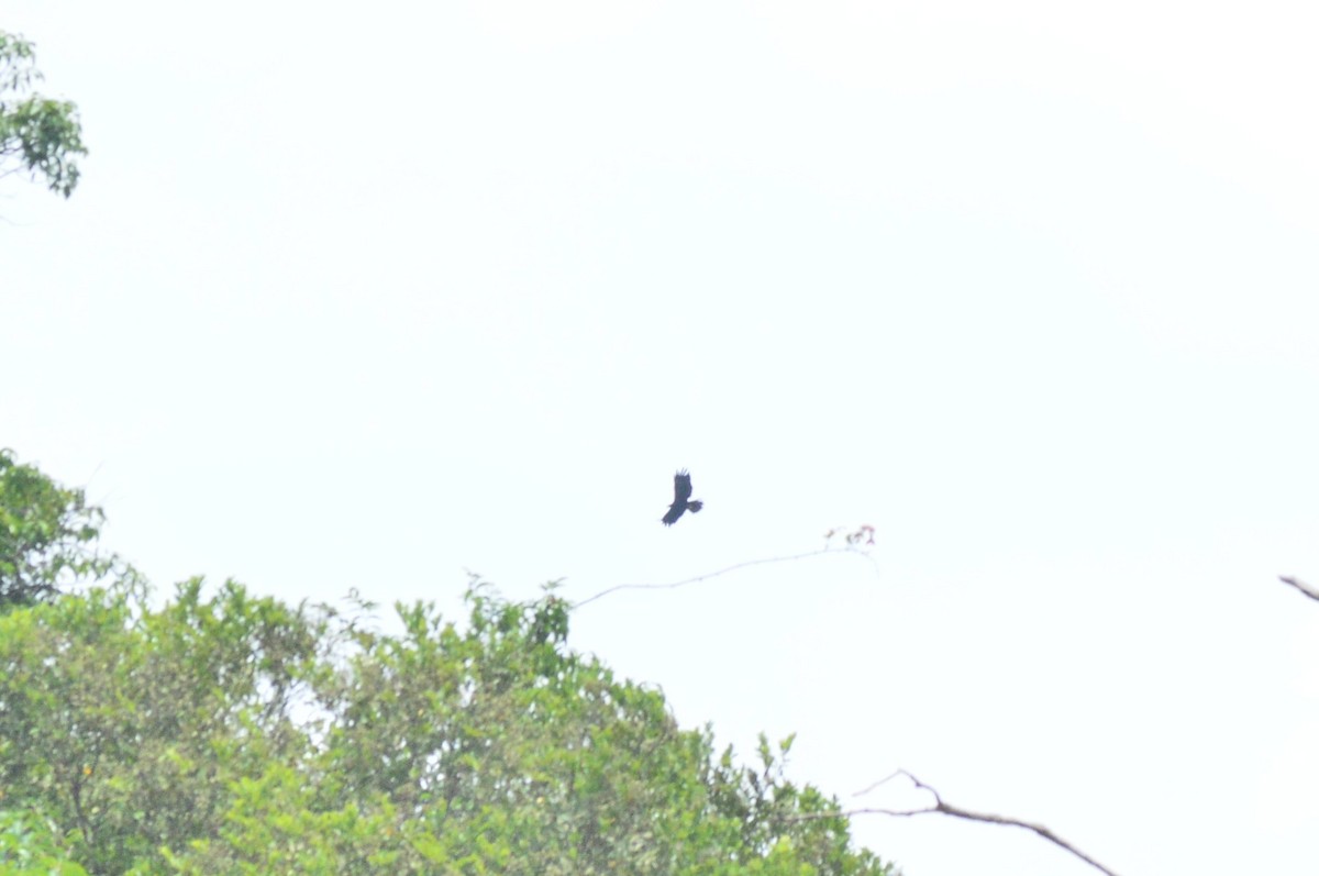 Black Eagle - ML628167603