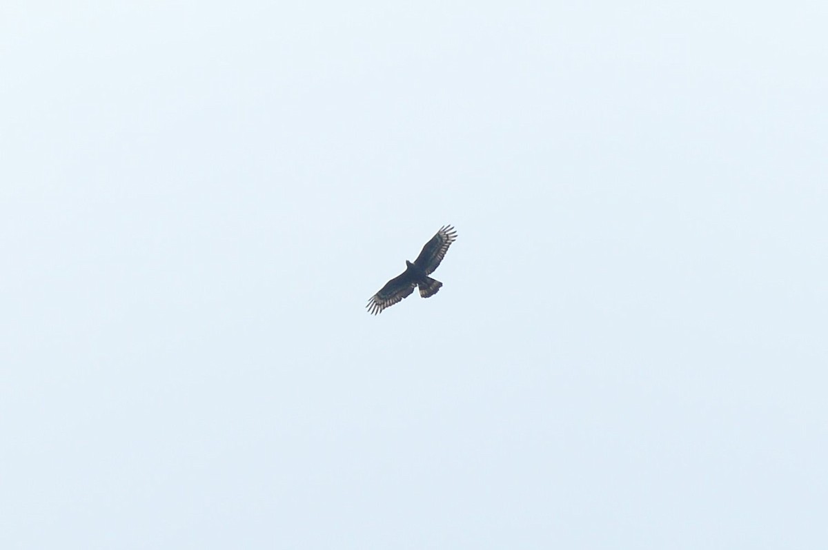 Crested Serpent-Eagle - ML628167606