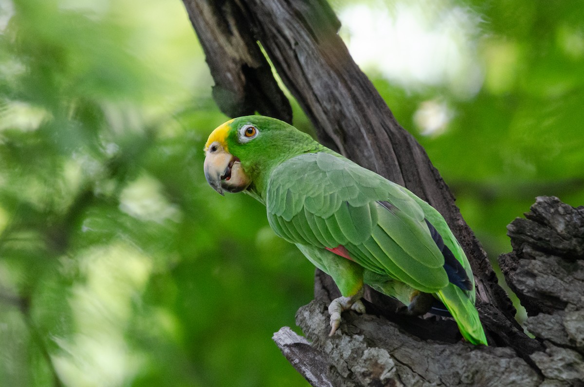 Gelbscheitelamazone - ML628167870