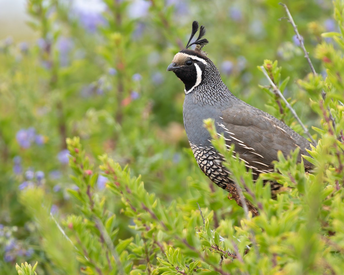 California Quail - ML628168040