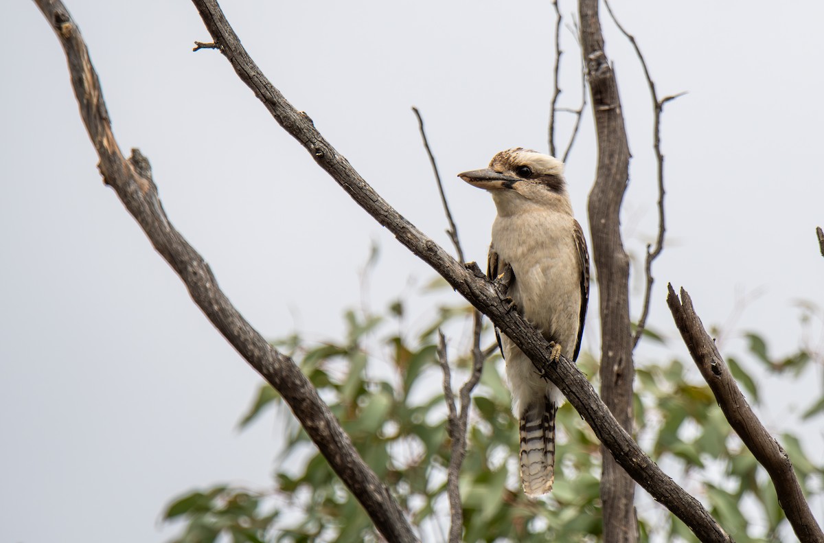 Laughing Kookaburra - ML628168292