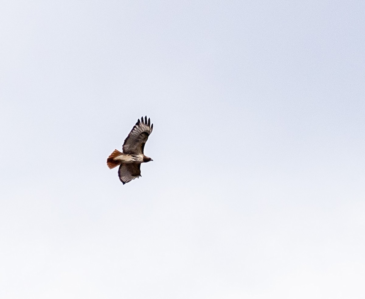 Pennsylvania Bird Atlas Checklist Dec Windy Ridge