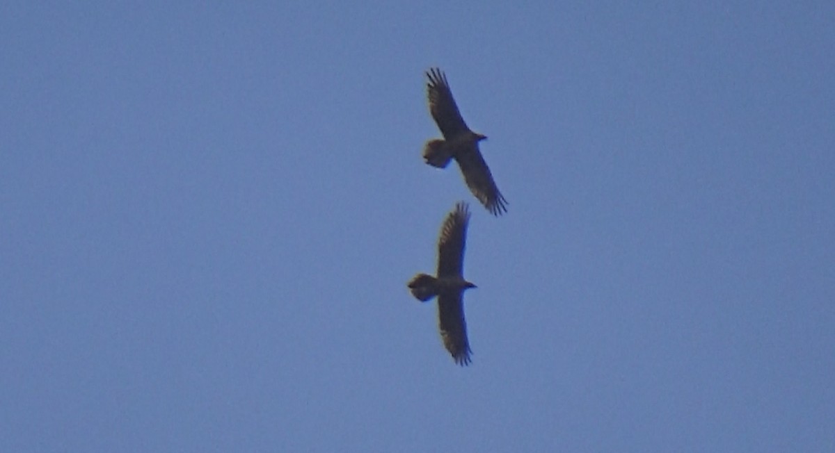 Bearded Vulture - ML628168365