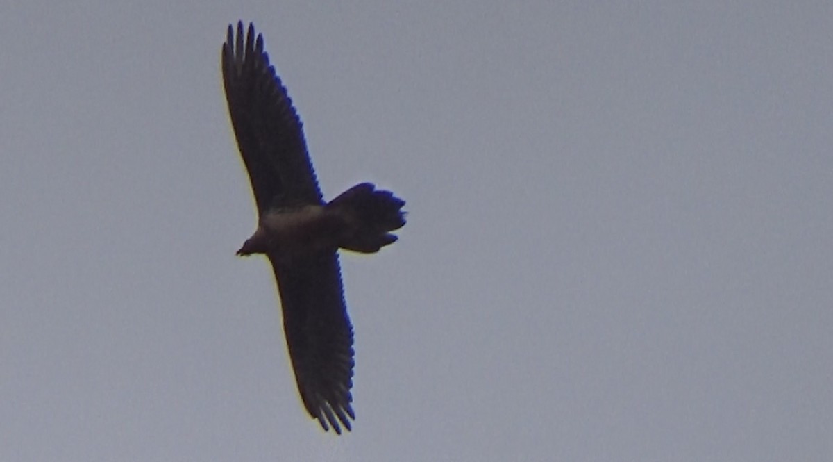 Bearded Vulture - ML628168366