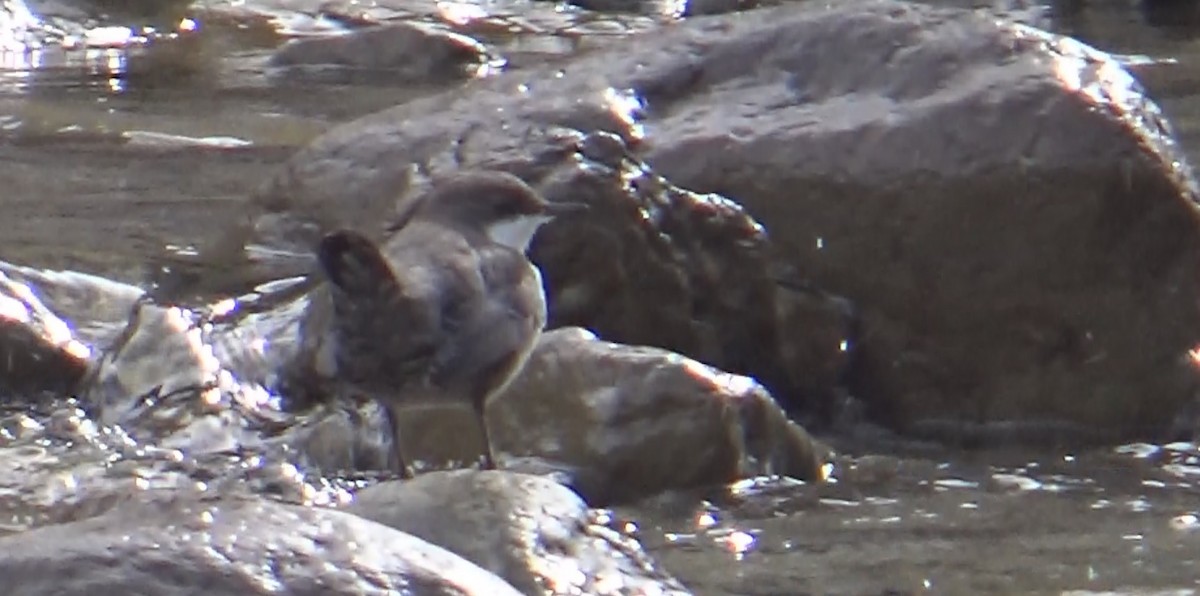 White-throated Dipper - ML628168370