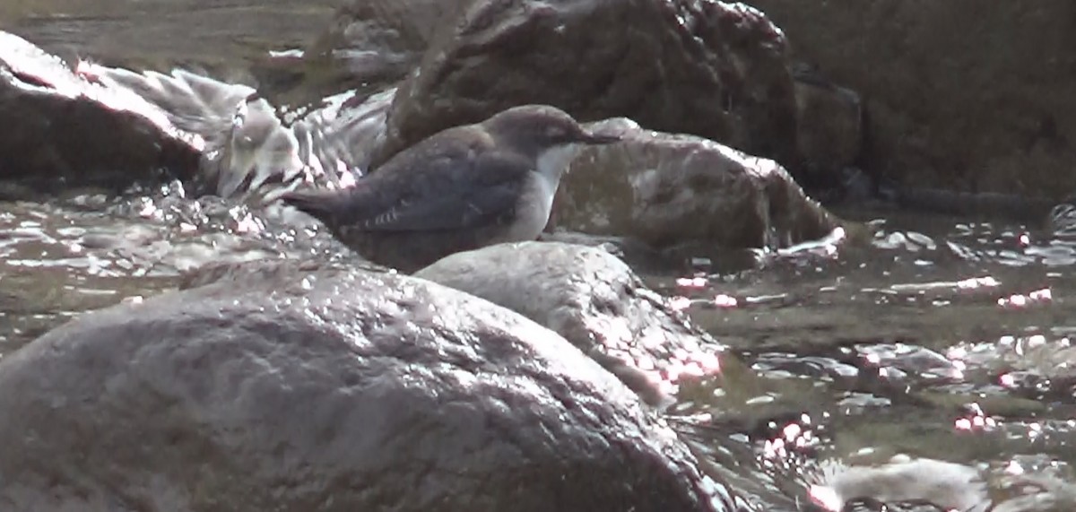 White-throated Dipper - ML628168371