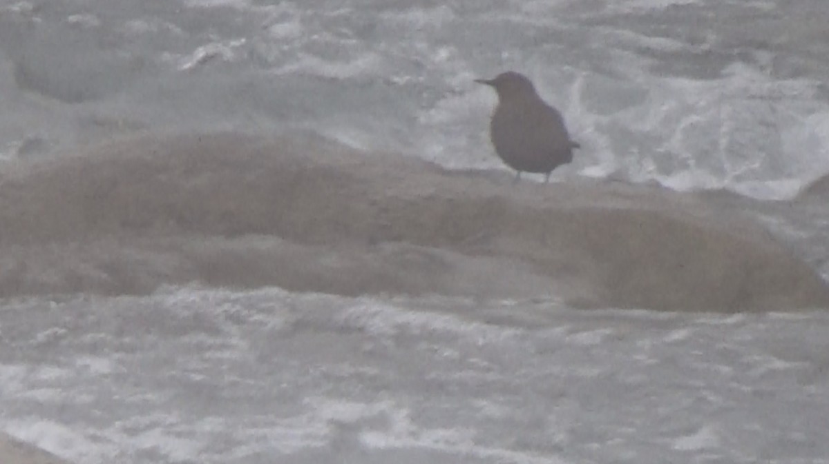 Brown Dipper - ML628168376