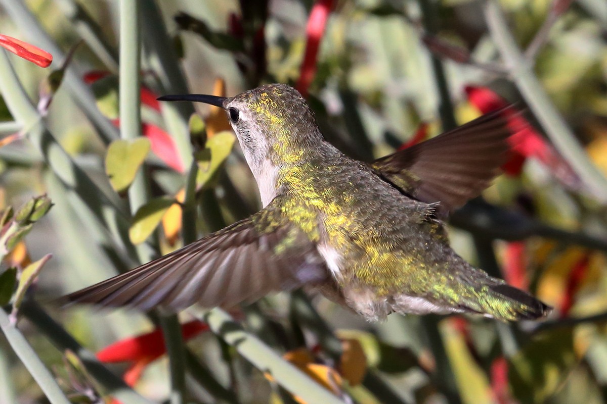 Costa's Hummingbird - ML628168385