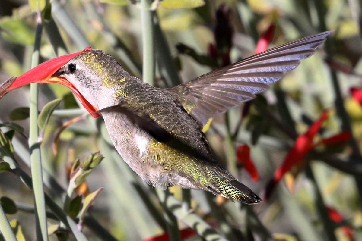 Costa's Hummingbird - ML628168386