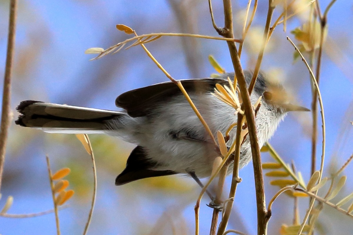 Blue-gray Gnatcatcher (Western) - ML628168417