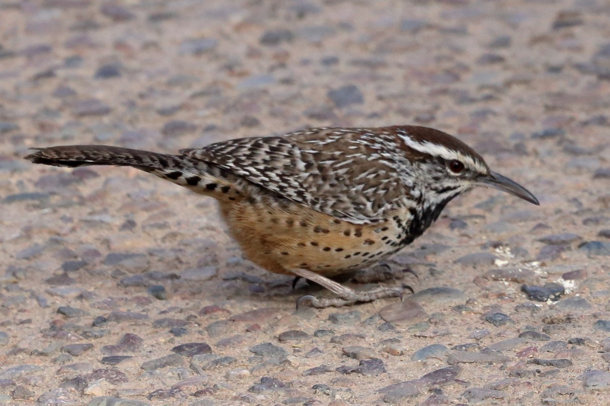 Cactus Wren - ML628168424