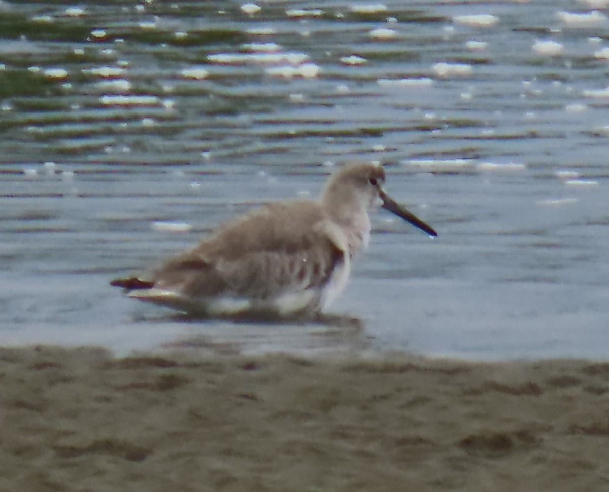 Willet - ML628168602