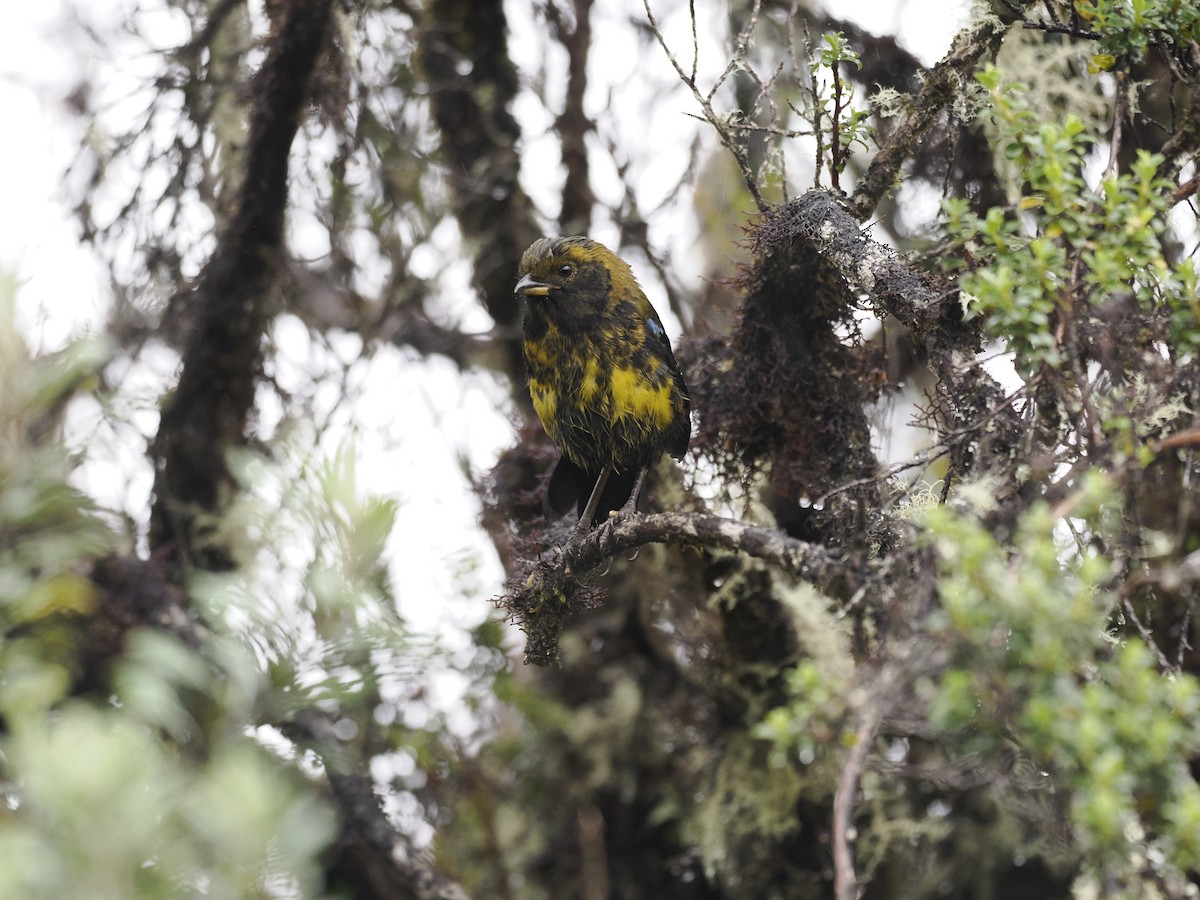 Masked Mountain Tanager - ML628168622