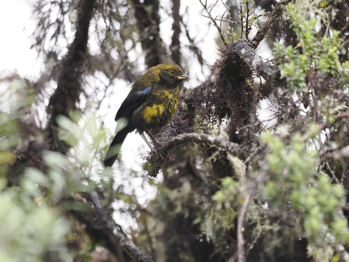 Masked Mountain Tanager - ML628168623