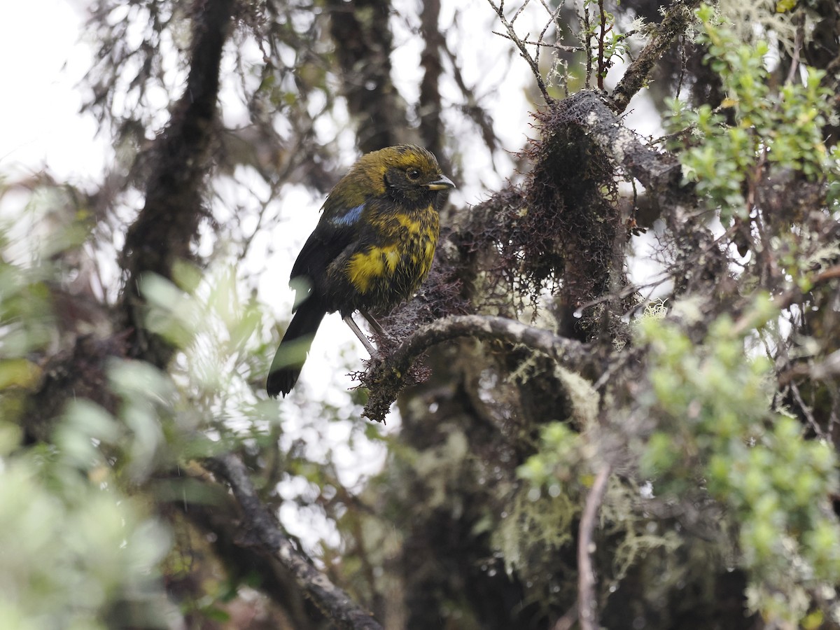 Masked Mountain Tanager - ML628168624