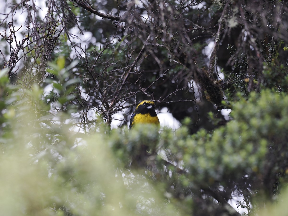 Masked Mountain Tanager - ML628168625