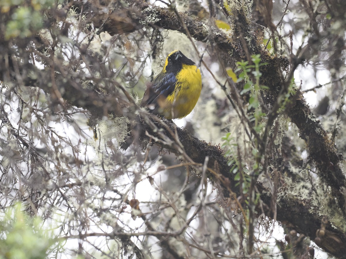 Masked Mountain Tanager - ML628168626