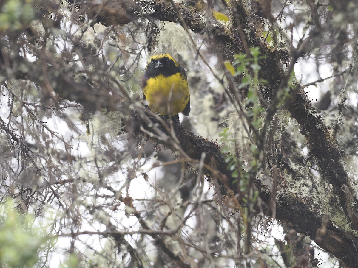 Masked Mountain Tanager - ML628168627