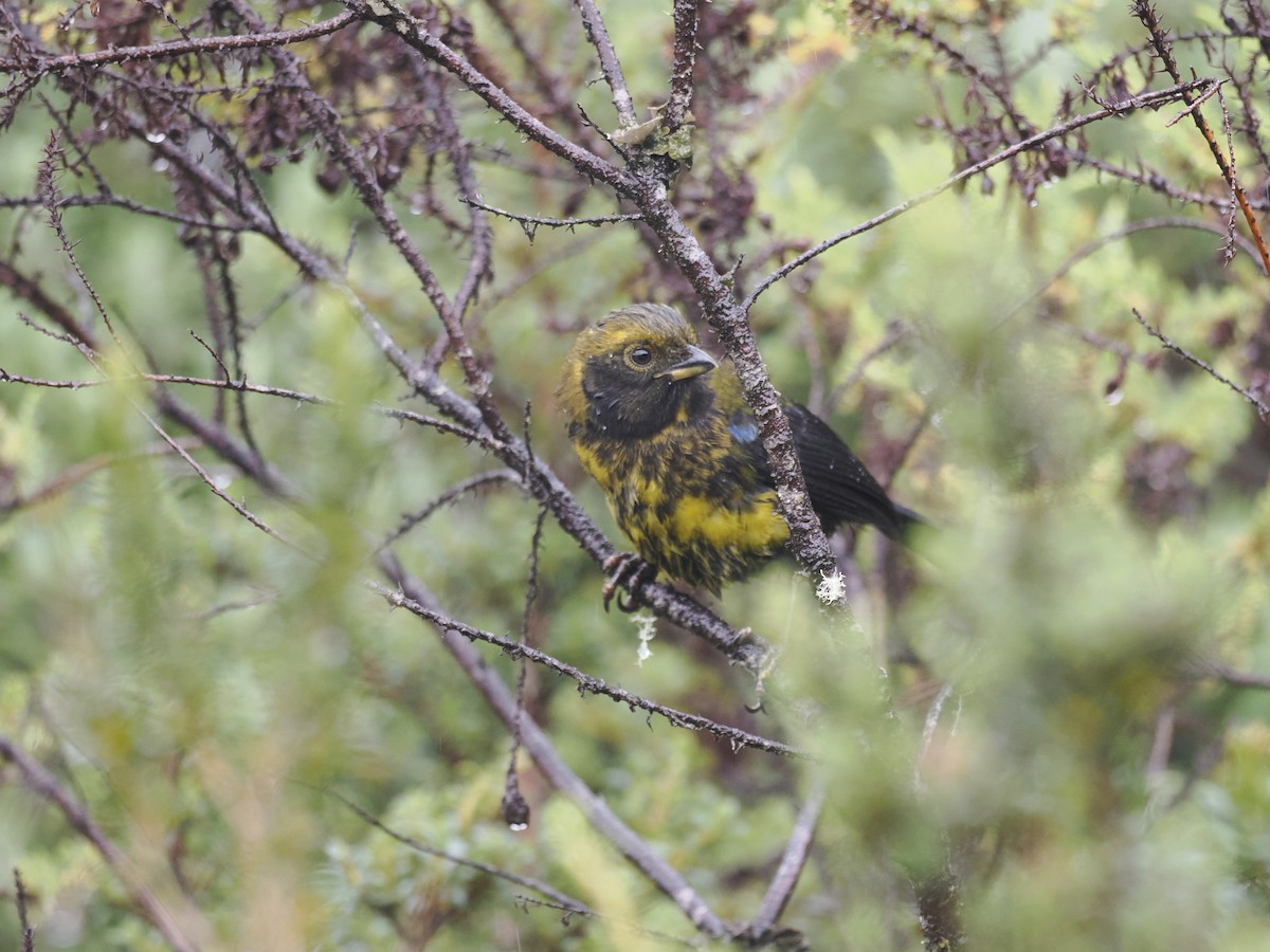 Masked Mountain Tanager - ML628168628
