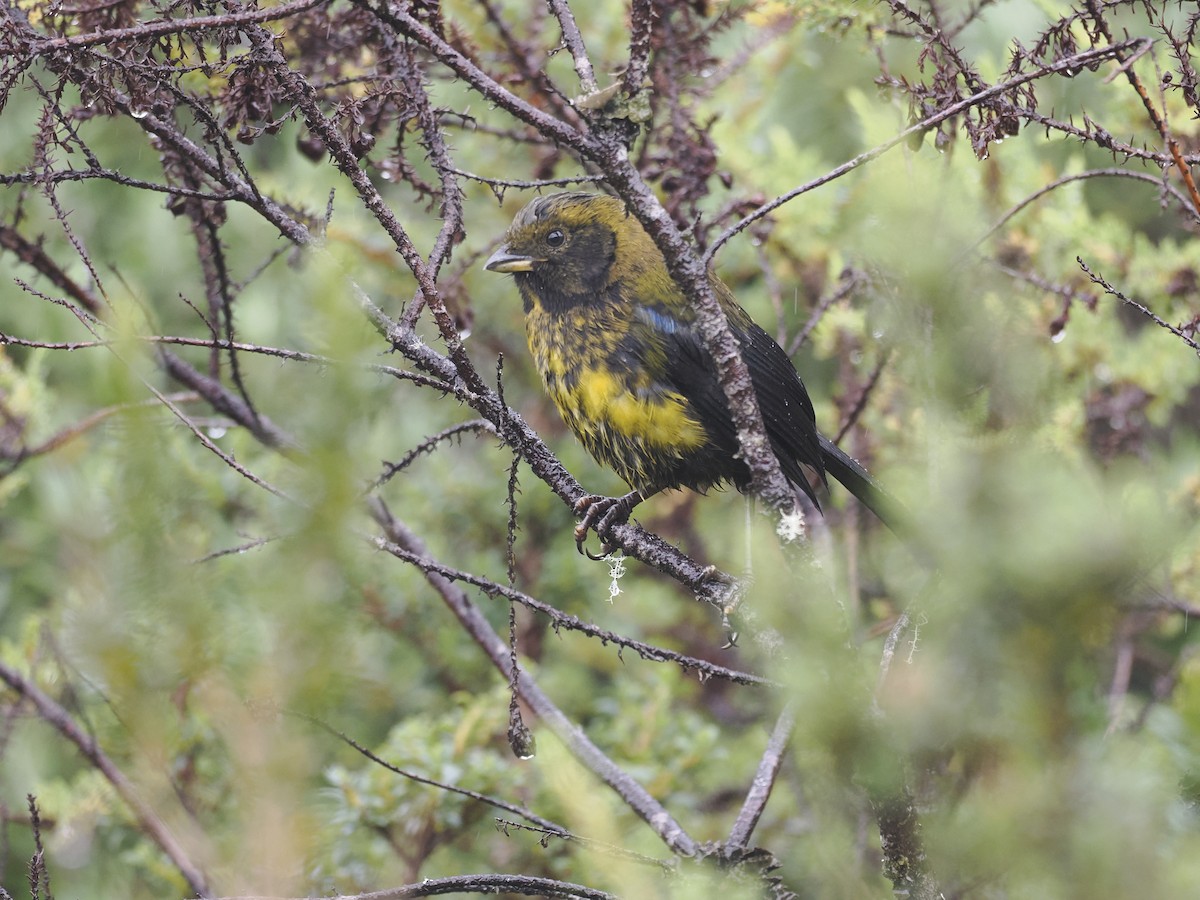Masked Mountain Tanager - ML628168629