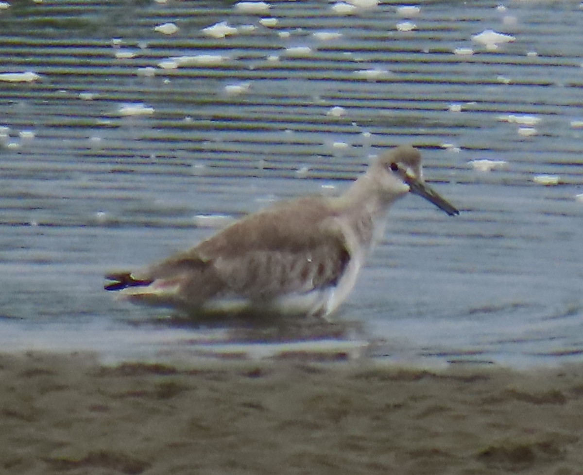 Willet - ML628168636