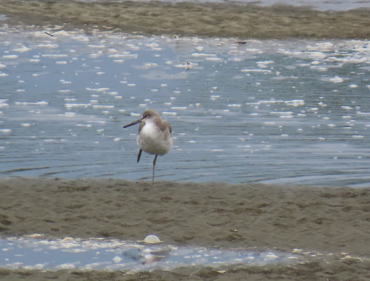 Willet - ML628168655