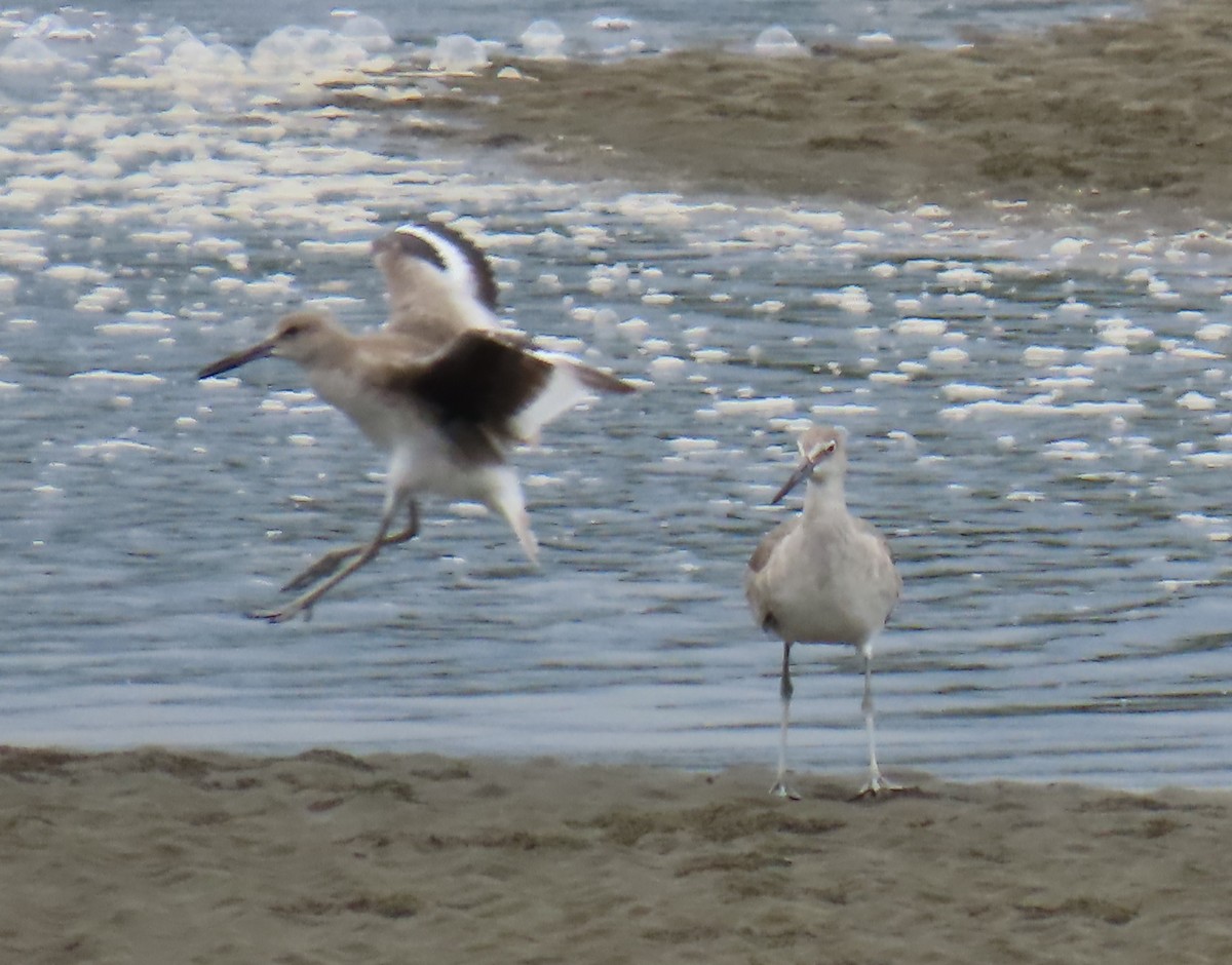 Willet - ML628168678