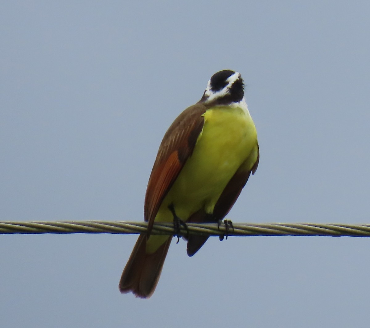 Great Kiskadee - ML628168736