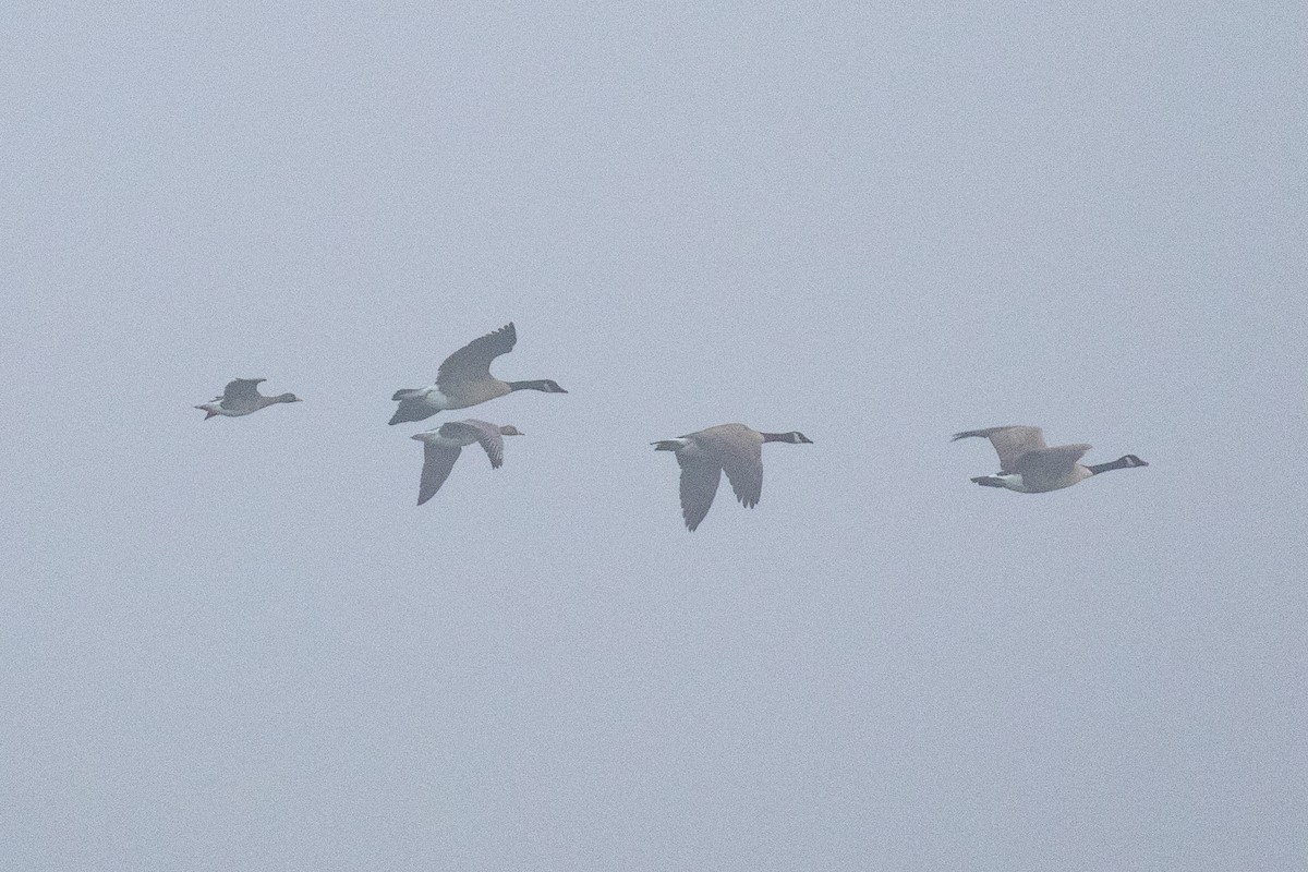 husa běločelá - ML628168783