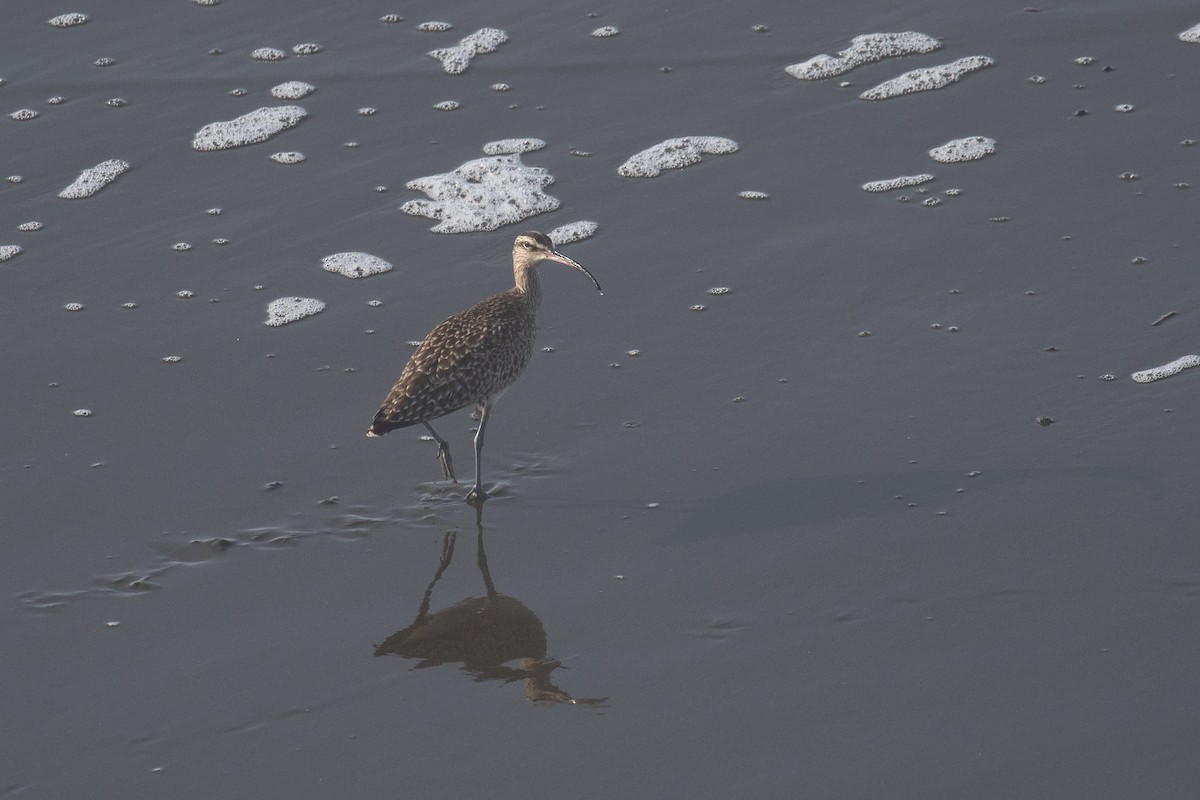 koliha hudsonská - ML628168791