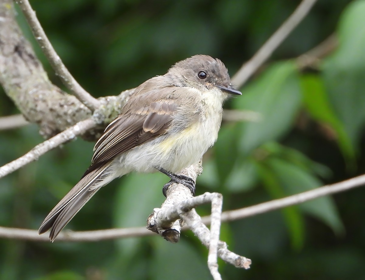 Eastern Phoebe - ML628168799