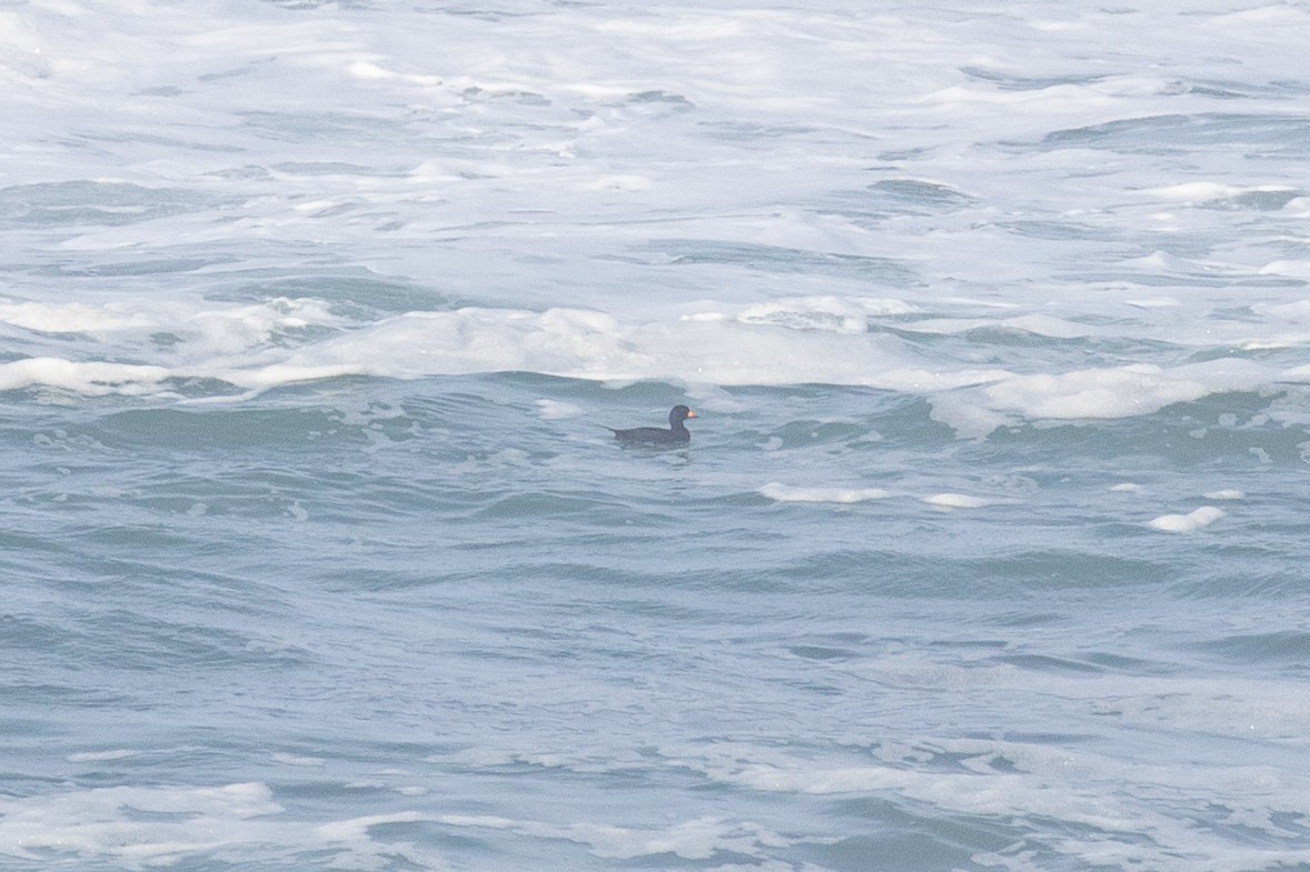 turpan žlutozobý - ML628168803