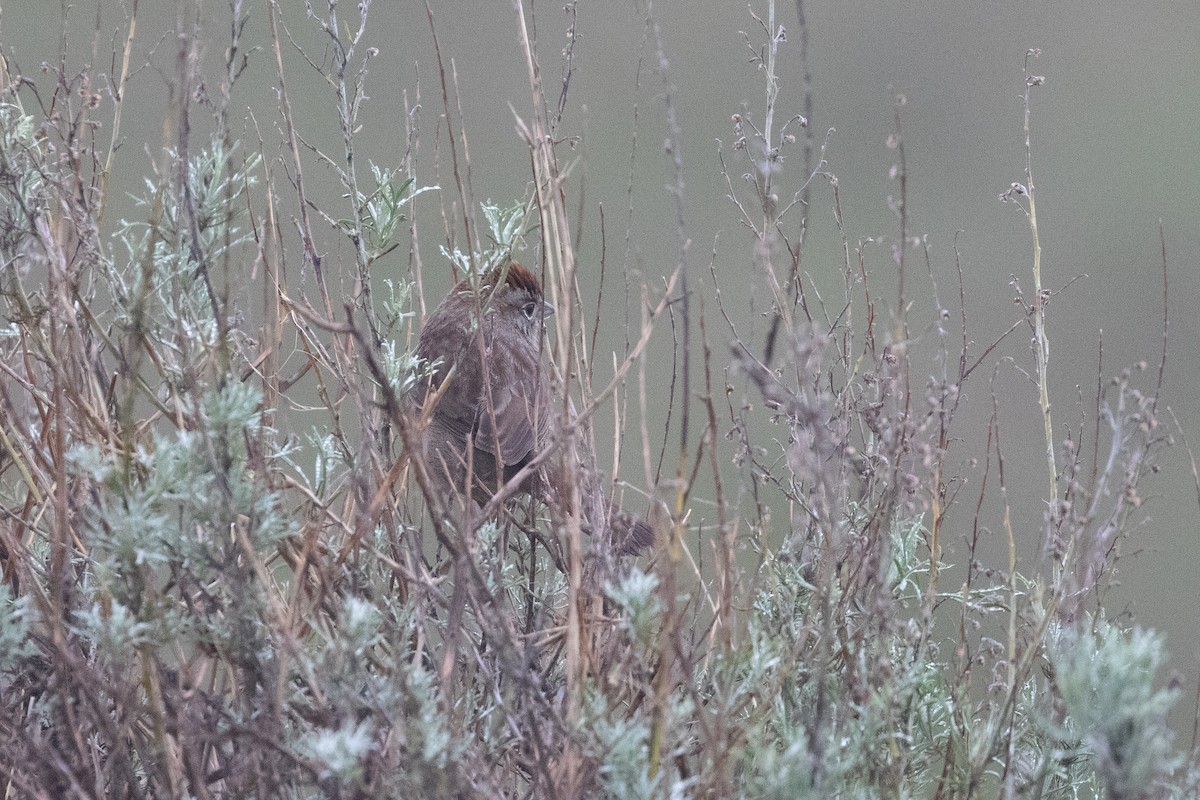 Rufous-crowned Sparrow - ML628168874