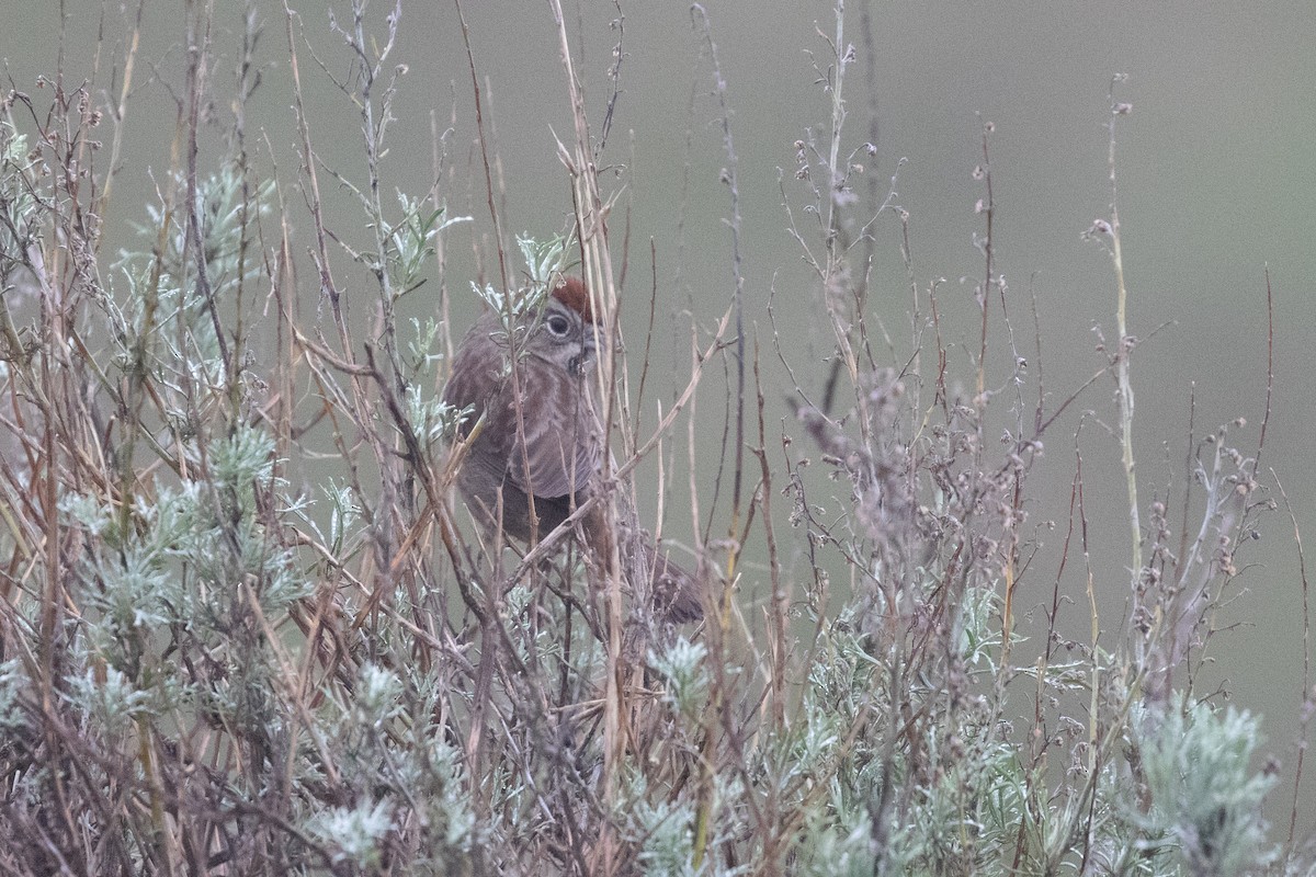 Rufous-crowned Sparrow - ML628168875